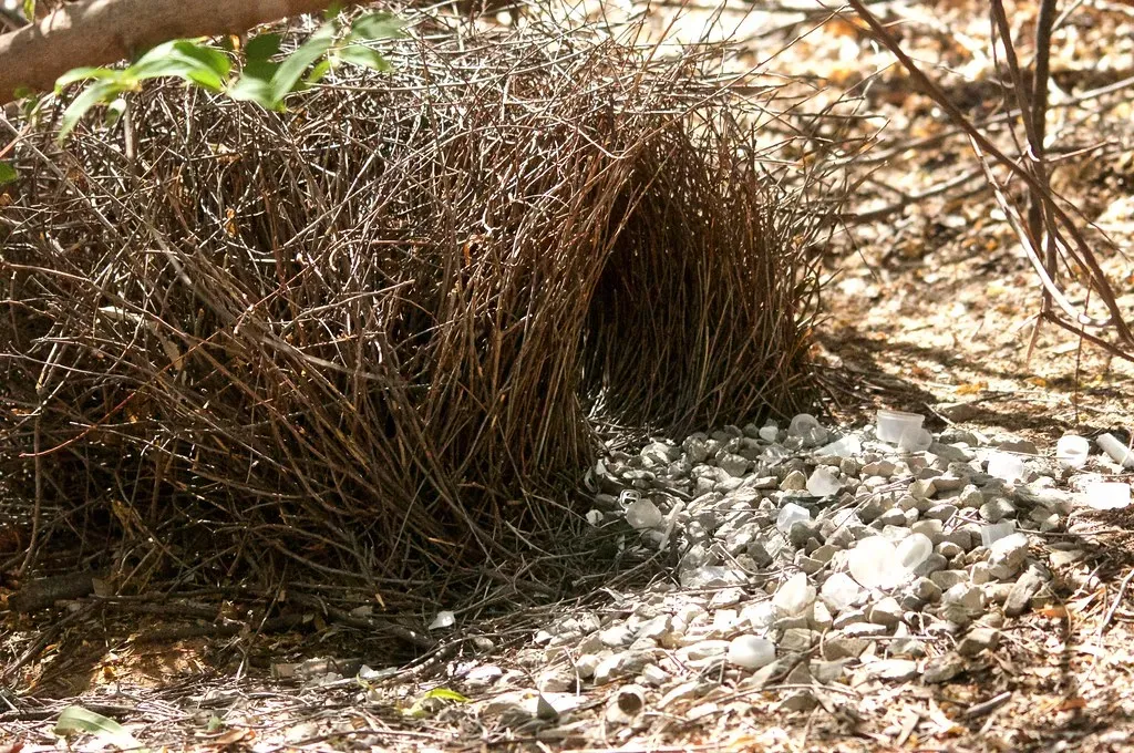 Bowerbird Bowers: Architecture as Art and Romance (Image Credits: Flickr)