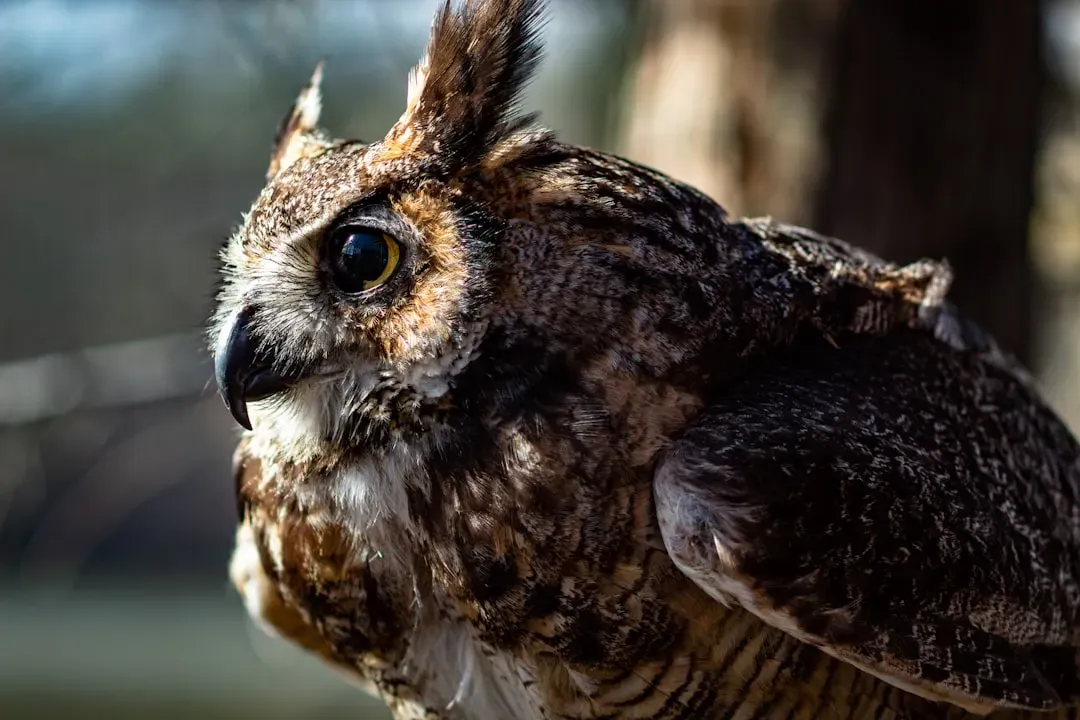 #3 - Owls Have No Eyeballs, Only Tubes (Image Credits: Unsplash)