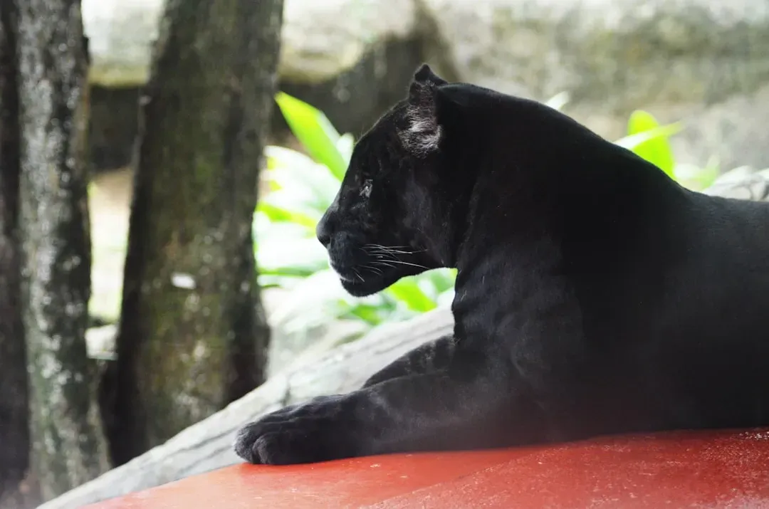 #8. Scorpio (October 23 &ndash; November 21): The Panther (Image Credits: Unsplash)