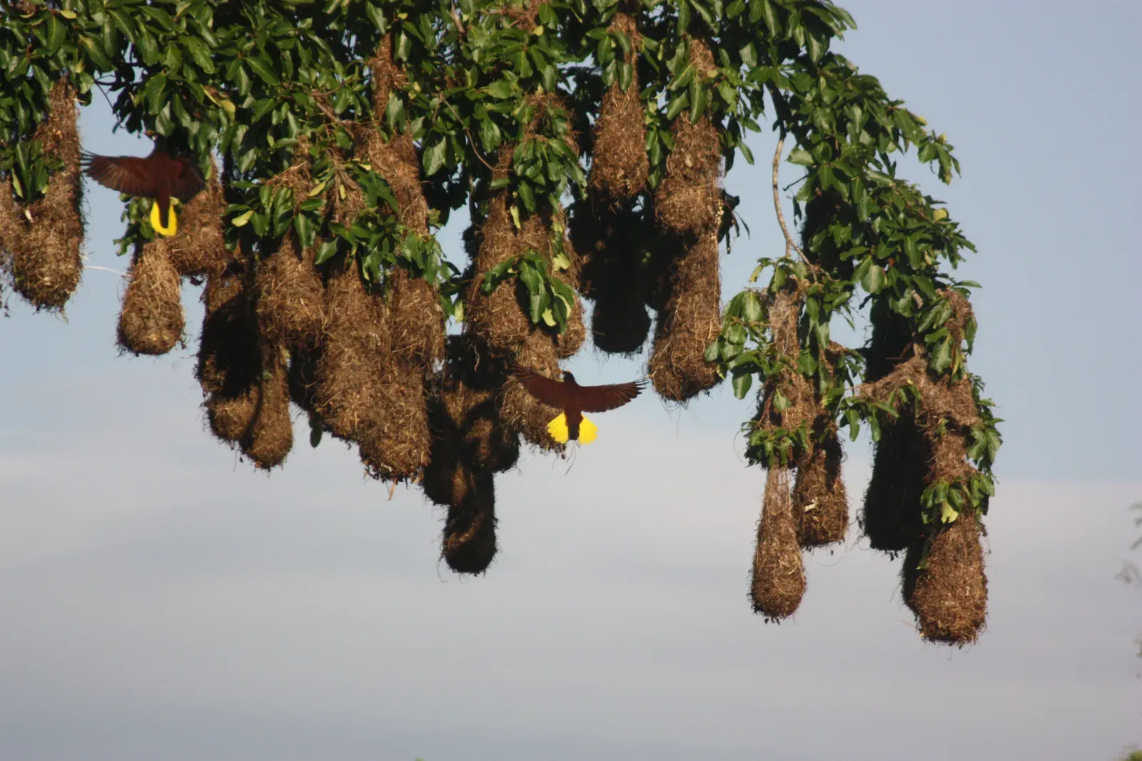 Montezuma Oropendolas and Their Hanging Colonies (Image Credits: Wikimedia)