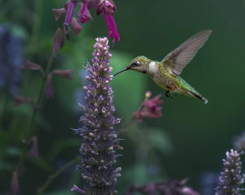 #4 - Agastache (Hyssop): The Scented Goldmine They Remember (Image Credits: Pexels)