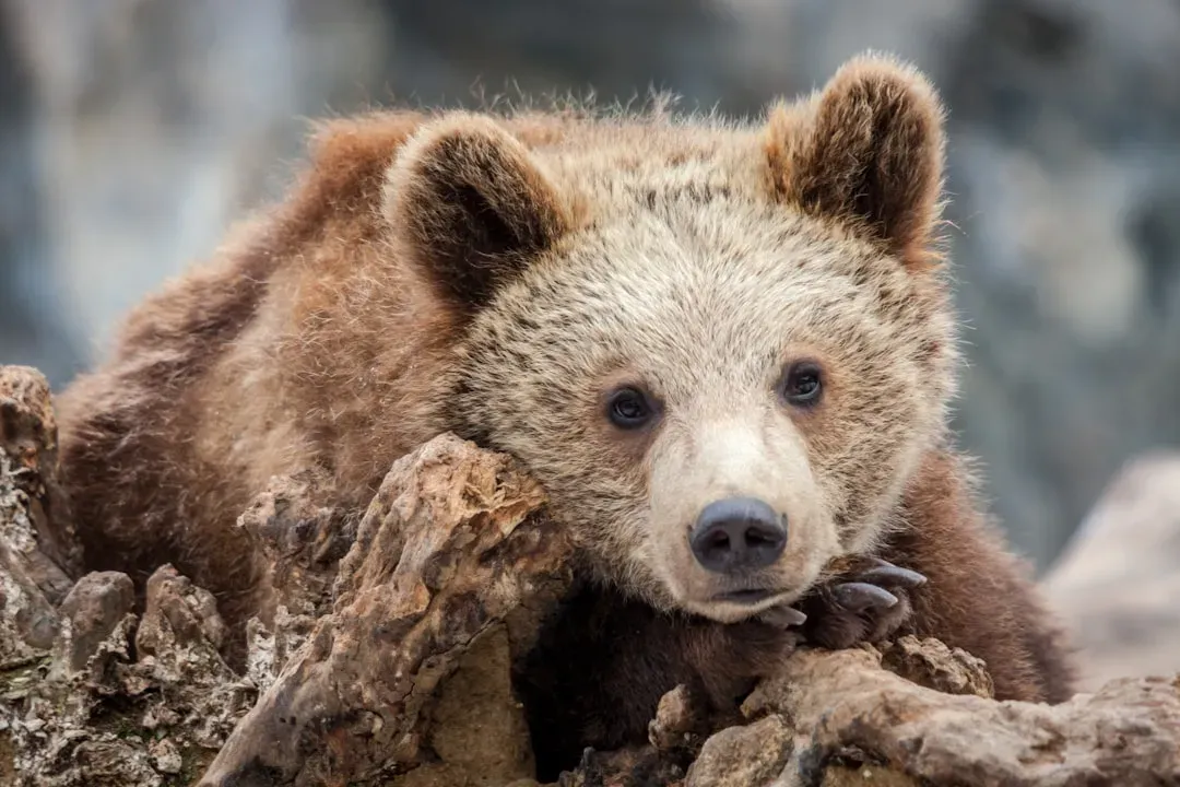 Raising Cubs in the Cold: Reproduction Against the Odds (Image Credits: Unsplash)