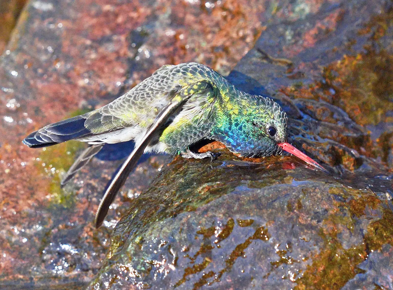 #9 - Water Source: The Overlooked Tie-Breaker (By Vickie J Anderson, CC BY-SA 4.0)