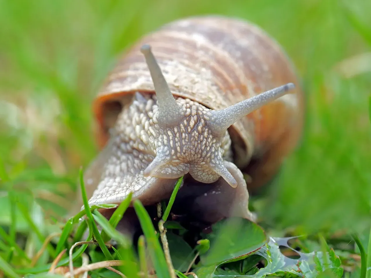 #1: The Role of Slow Metabolism in Extreme Longevity (Image Credits: Pixabay)