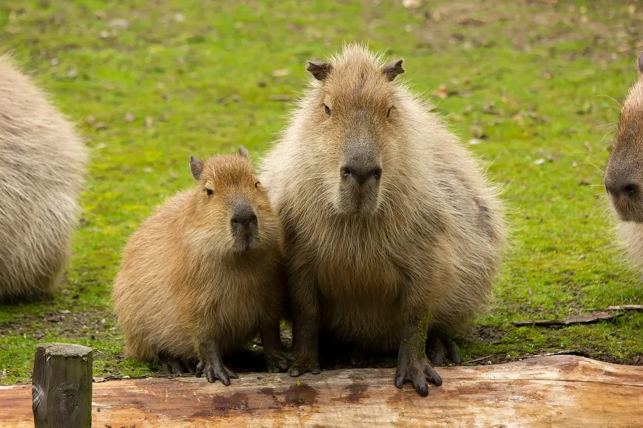 #3 - The Capybara's Human Preference (Image Credits: Pixabay)