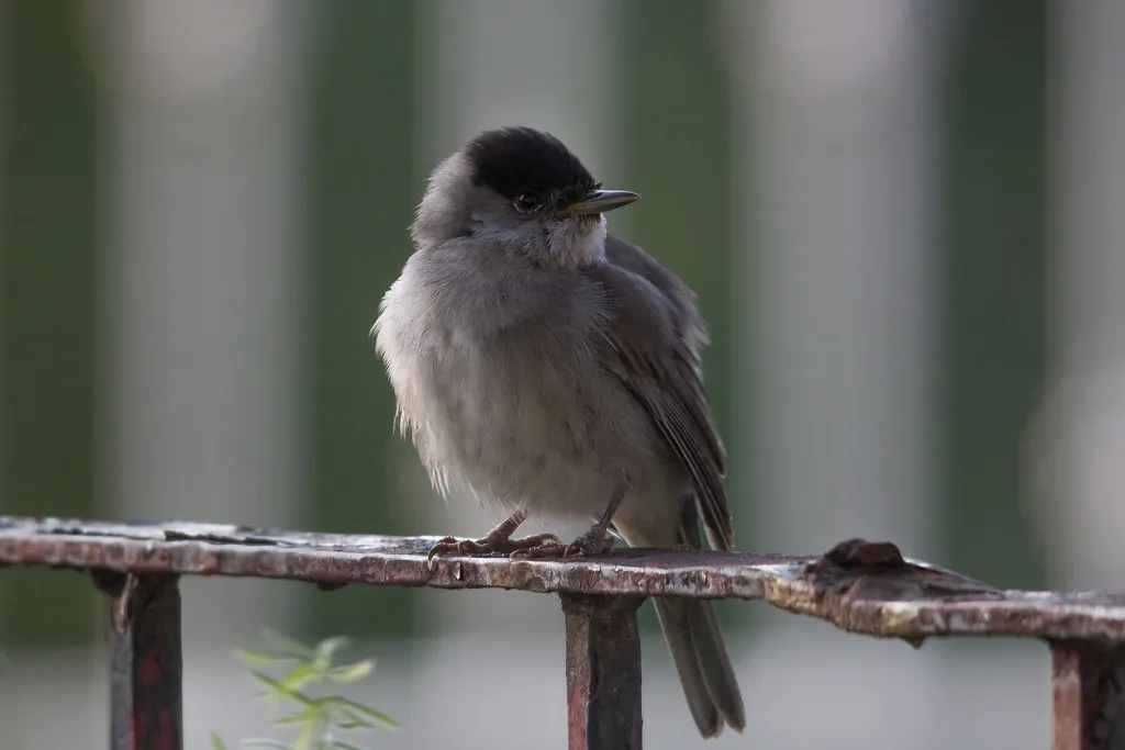 #4 - Blackcap and Other "New Winterers": Birds That Barely Leave (DanielaC173, Flickr, CC BY-SA 2.0)
