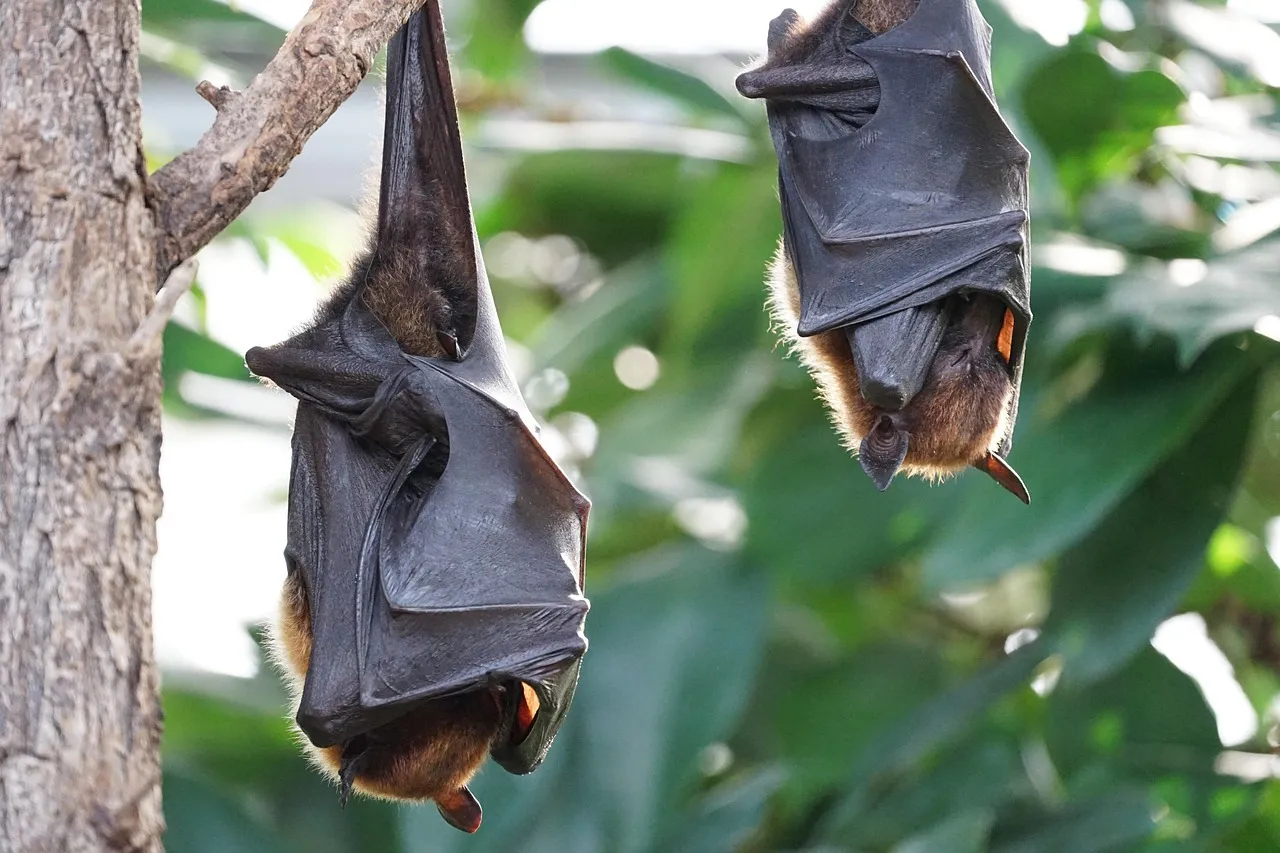 #6 A deeper history of bat brains built for space (Image Credits: Pixabay)