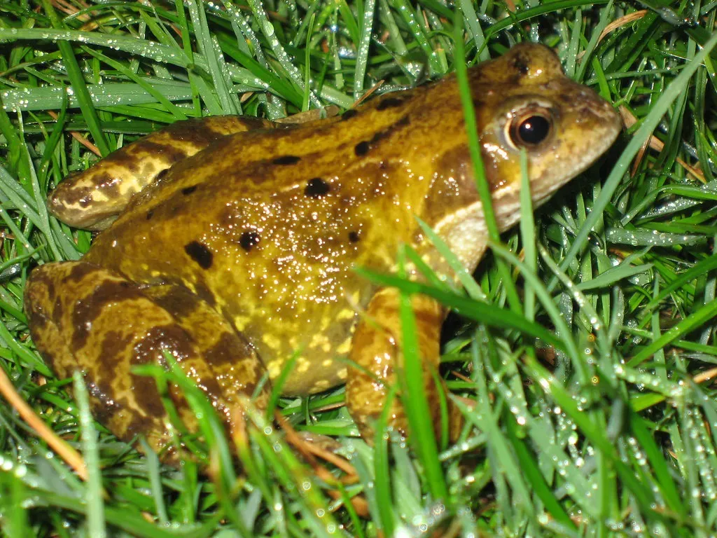 Completion of the Mating Season (paulb4uk, Flickr, CC BY-SA 2.0)