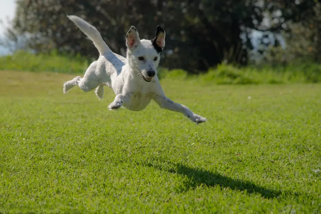 Jumping Up on You (Image Credits: Unsplash)