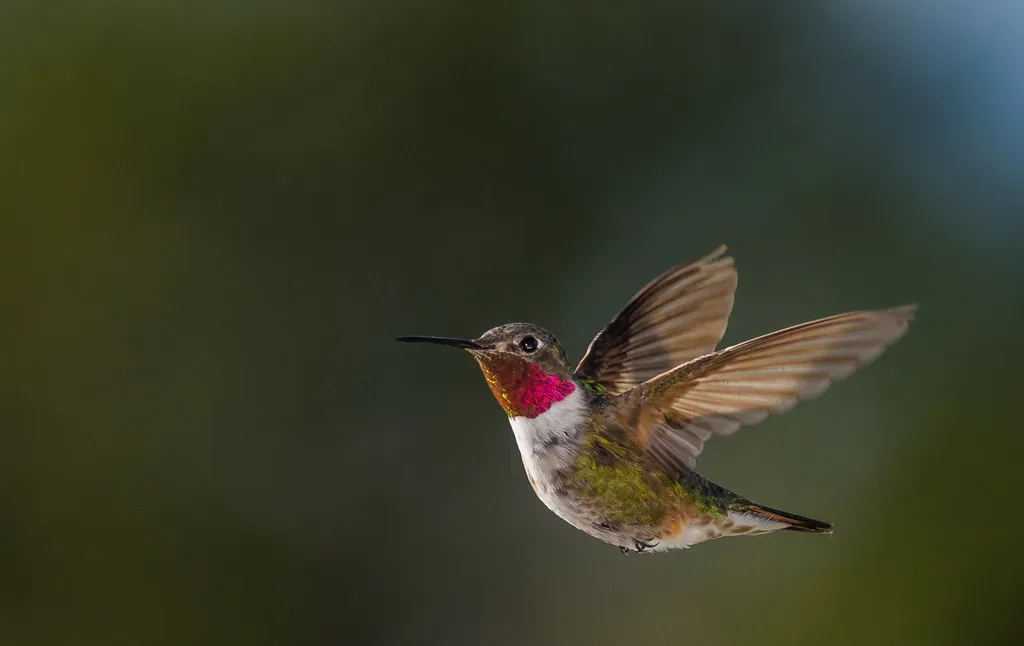 #10 - They Start Flying Low, Slow, and Suspiciously Deliberate (AER Wilmington DE, Flickr, CC BY 2.0)