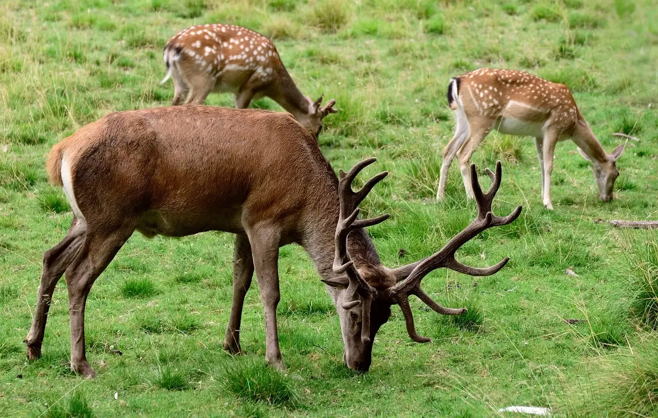 Libra: The Social Deer (Image Credits: Pixabay)