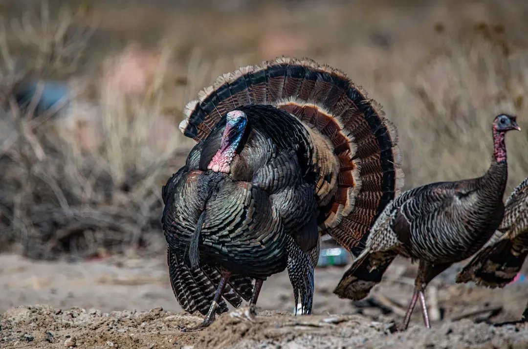 Wild Turkeys Spreading Through Illinois and Wisconsin Communities (Image Credits: Unsplash)