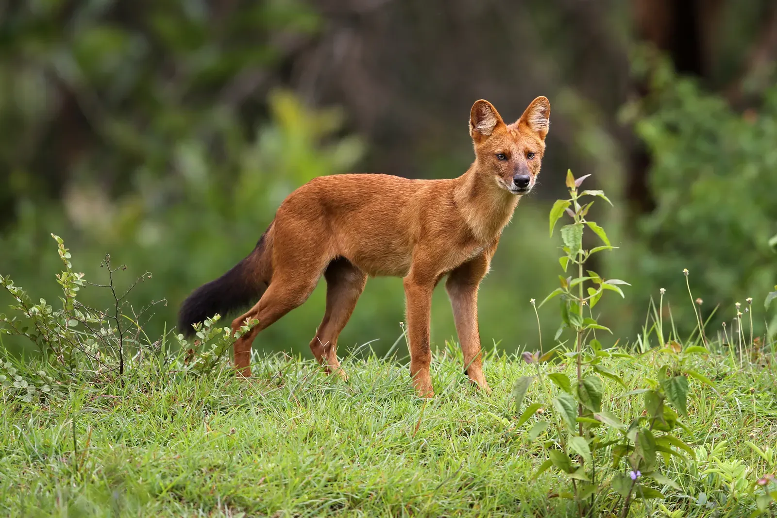 Scorpio: The Dhole (Image Credits: Wikimedia)