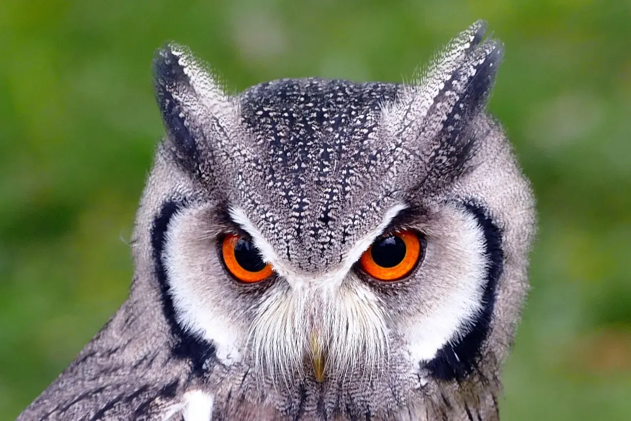 8. The Owl's Hoot: Nighttime Territory and Mating (Image Credits: Pixabay)