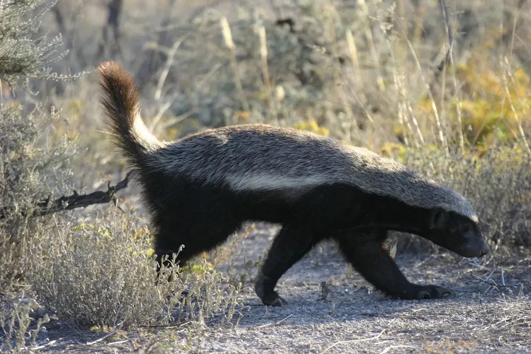 Arizona: Desert Skunk Diversity (Image Credits: Unsplash)