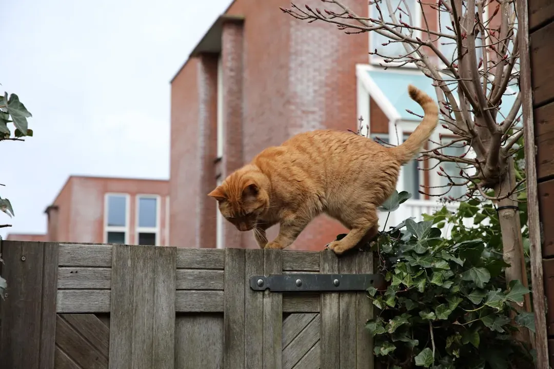 Outdoor Cats Pose a Silent Threat (Image Credits: Unsplash)