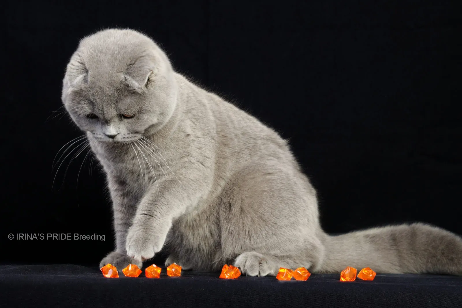 Scottish Fold (Image Credits: Wikimedia)