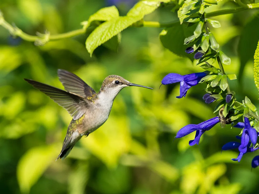 #10 - They Memorize Individual Flowers Far Beyond “Instinct” (dc_gardens, Flickr, CC BY 2.0)