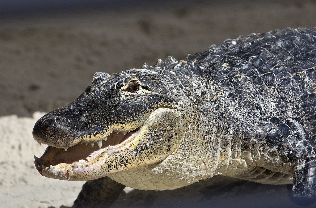 The Science Behind Predator Eye Contact (Image Credits: Flickr)
