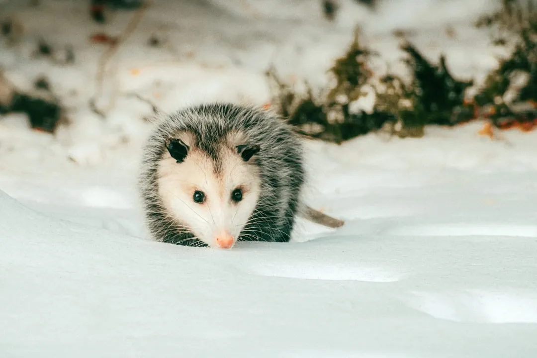#3 Predators are wired to ignore "dead" prey (Image Credits: Unsplash)