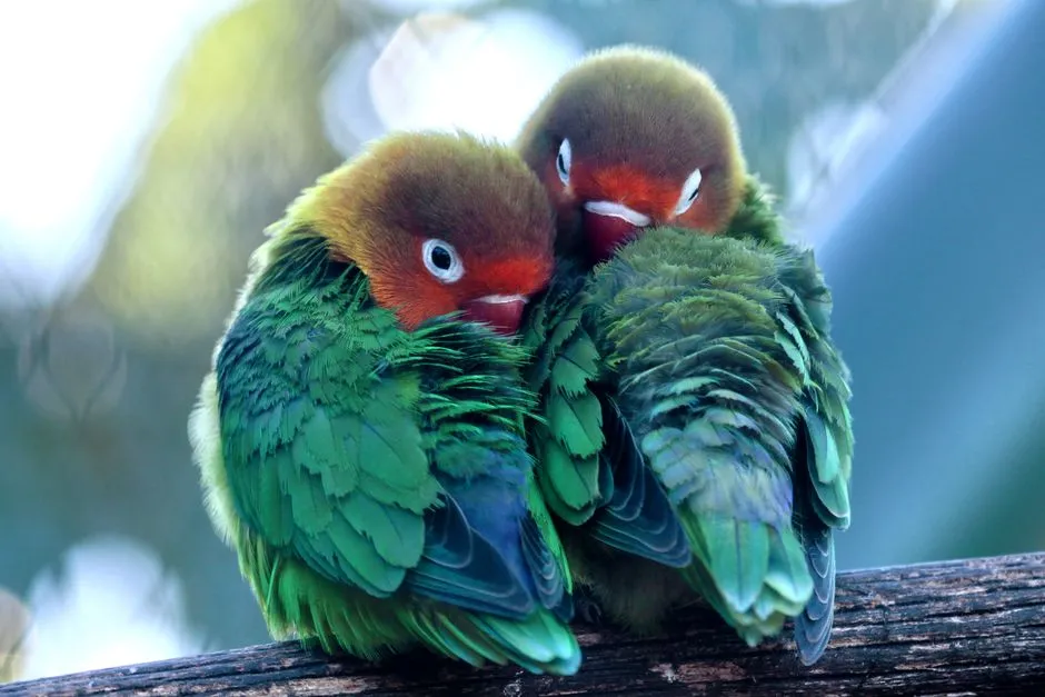 #14 - Lovebirds: Tiny Name, Massive Loyalty (Image Credits: Pexels)