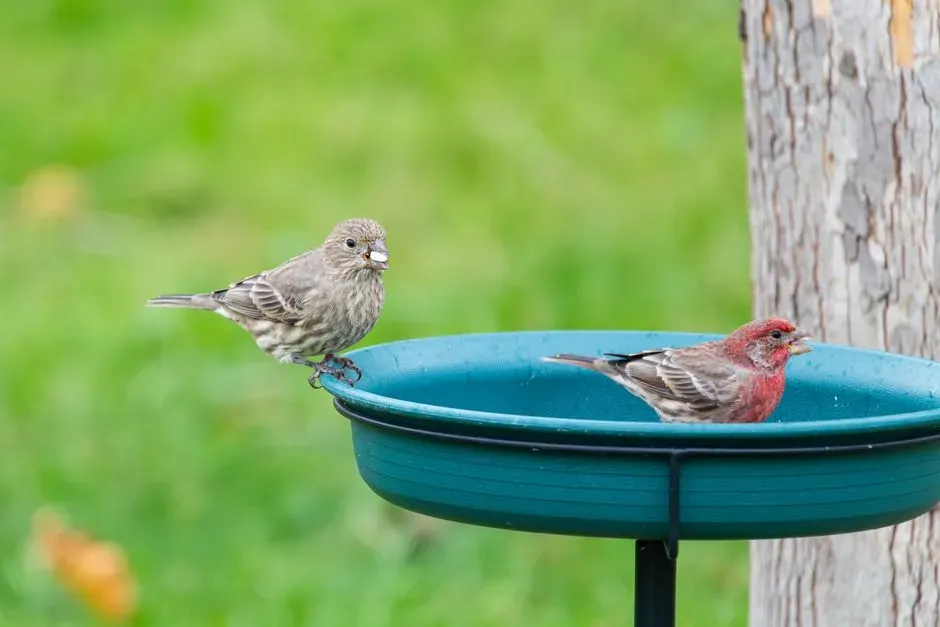 The Honest Truth About a Silent Yard (Image Credits: Pexels)