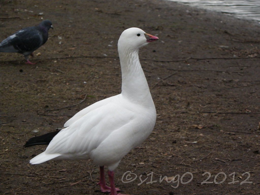 The Goose (December 22 - January 19) (Image Credits: Flickr)