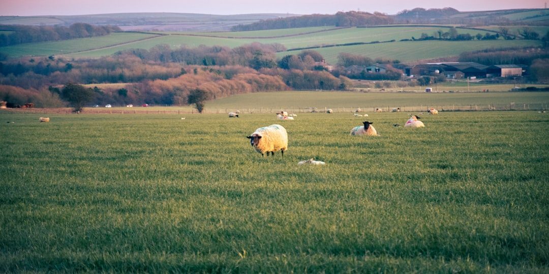 Overstocking Land and Ignoring Carrying Capacity (Image Credits: Unsplash)
