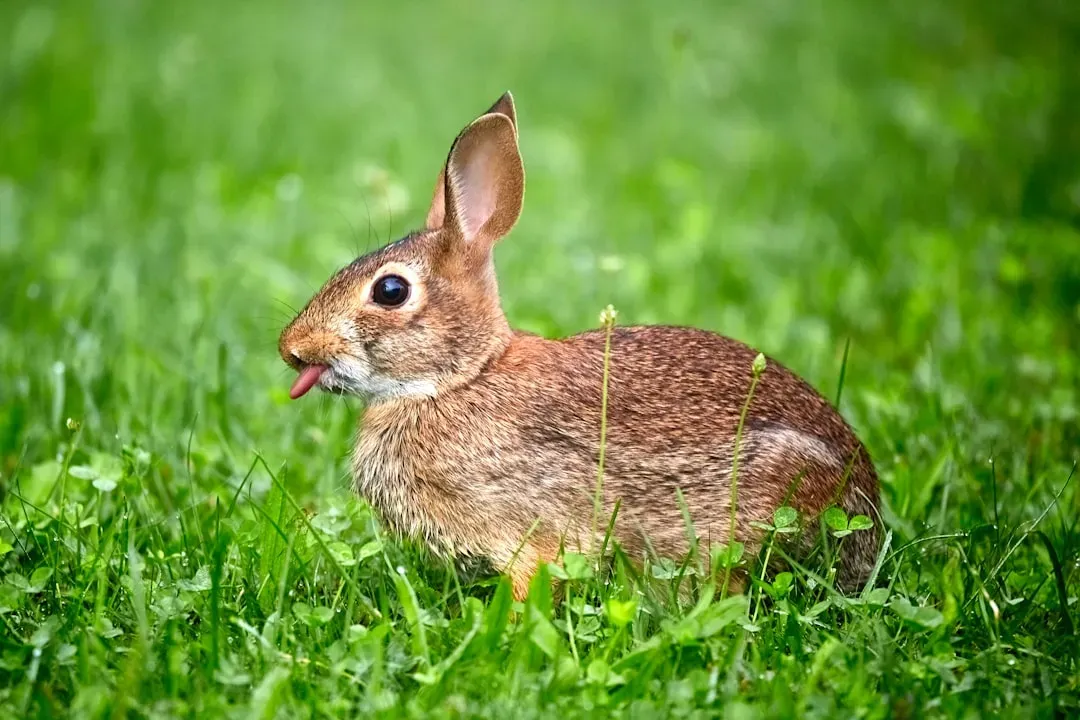 Their Teeth Keep Growing Throughout Life (Image Credits: Unsplash)