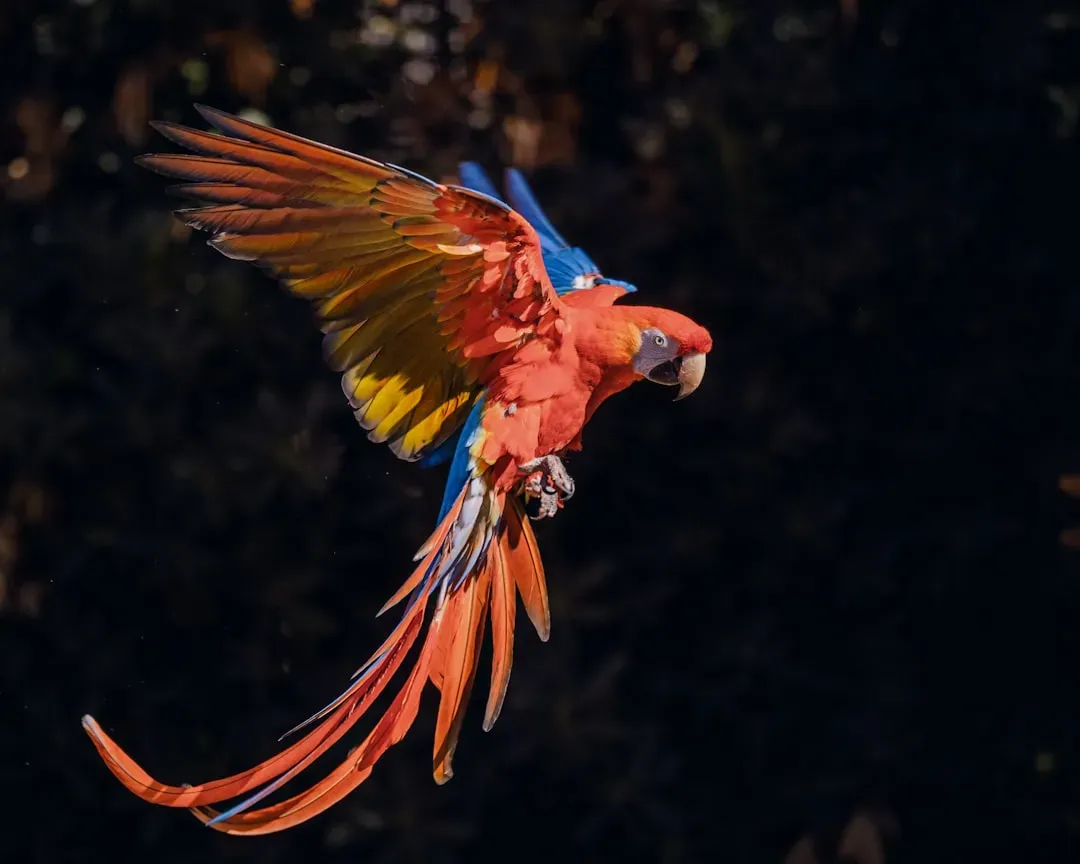 Libra: The Scarlet Macaw (Image Credits: Unsplash)