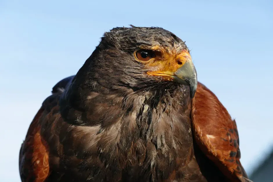 Capricorn (December 22 – January 19): The Harris's Hawk (Image Credits: Pexels)