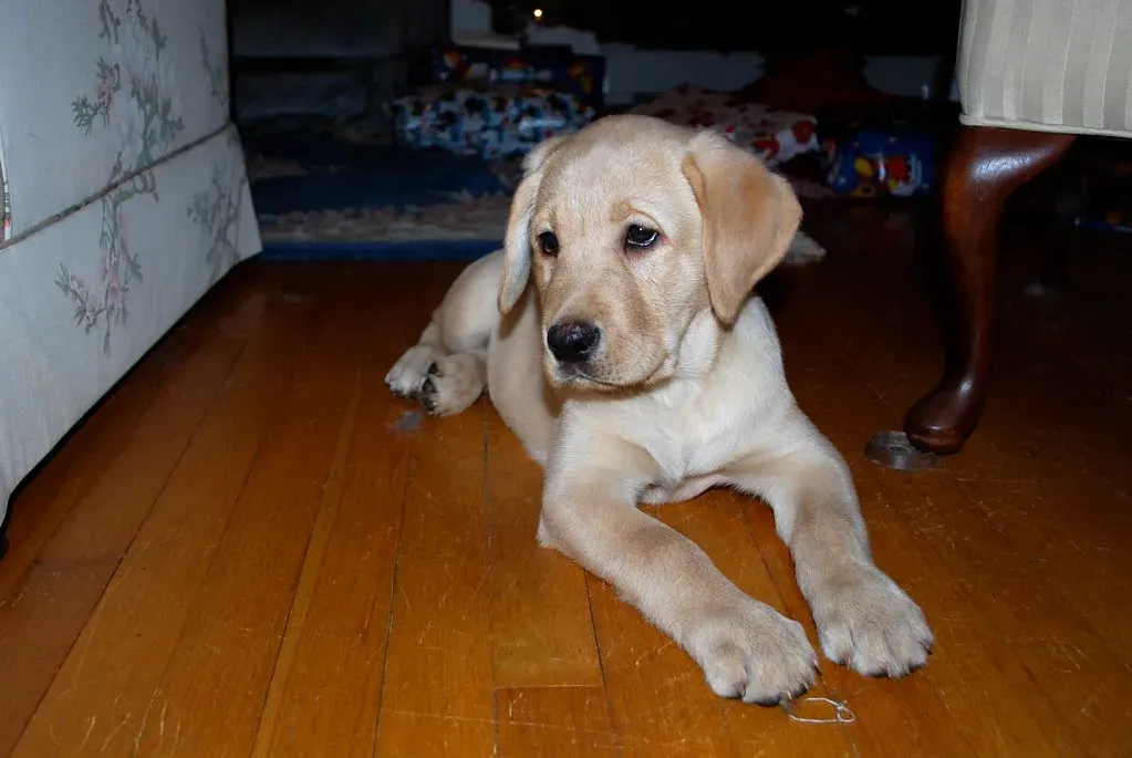 3. Labrador Retriever (wolfsavard, Flickr, CC BY 2.0)