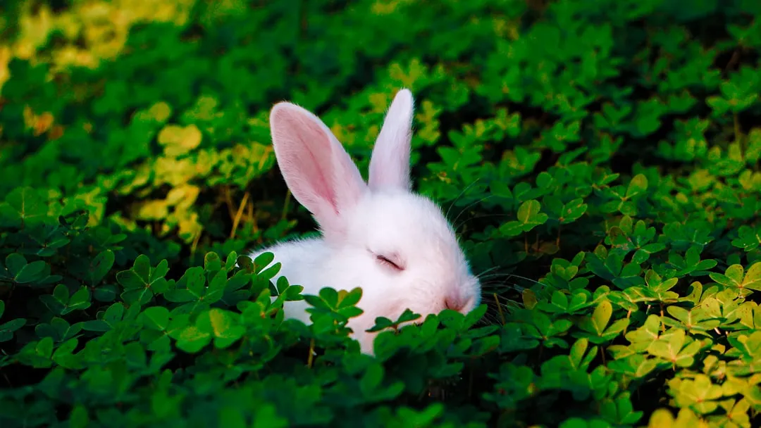 #1 They Flop Over Around You Like a Tiny Fallen Tree (Image Credits: Unsplash)