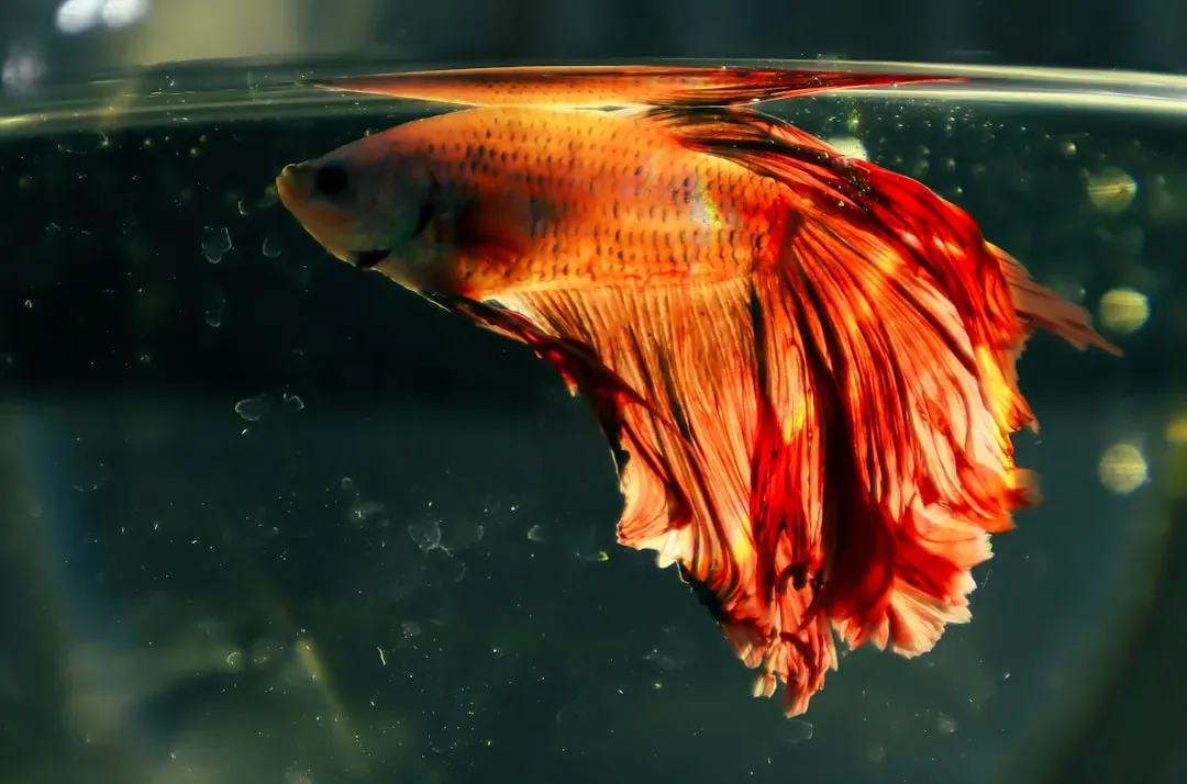 5. Goldfish Don't Have Stomachs (Image Credits: Unsplash)