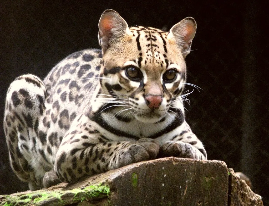 Adaptability to Diverse Habitats (Ana_Cotta, Flickr, CC BY 2.0)