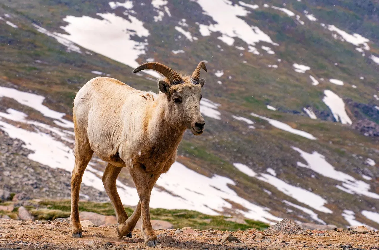 Bighorn Sheep (Image Credits: Pixabay)
