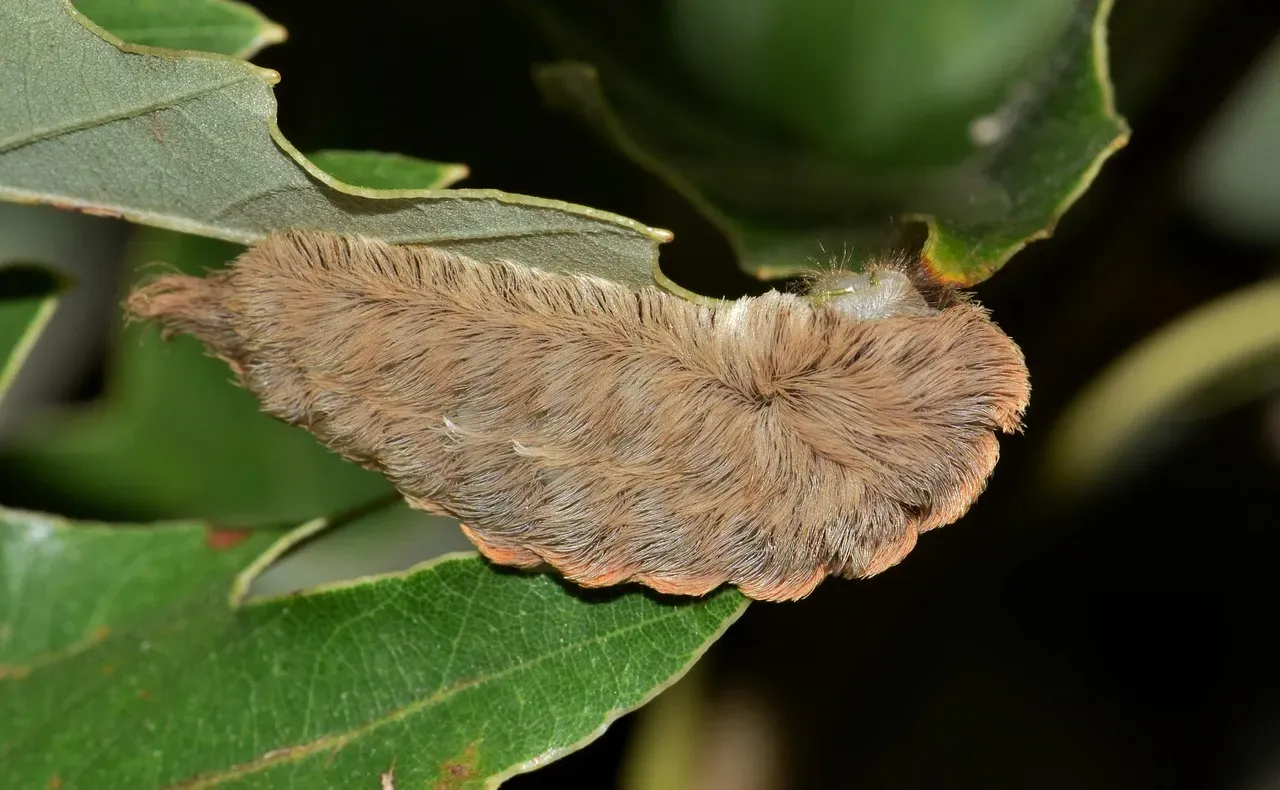 Flannel Moth Caterpillar (Image Credits: Pixabay)