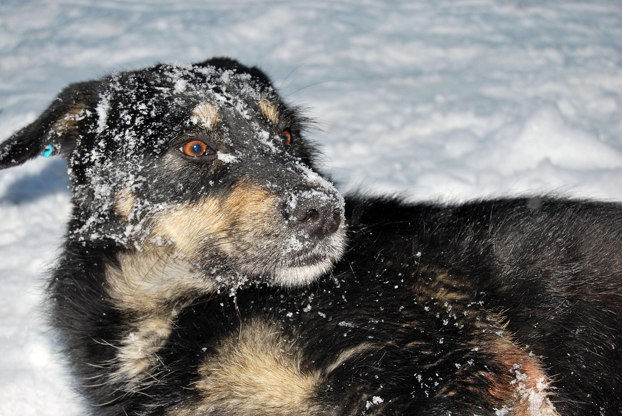 Ice-Related Injuries: Hidden Dangers Beneath the Snow (Image Credits: Pixabay)