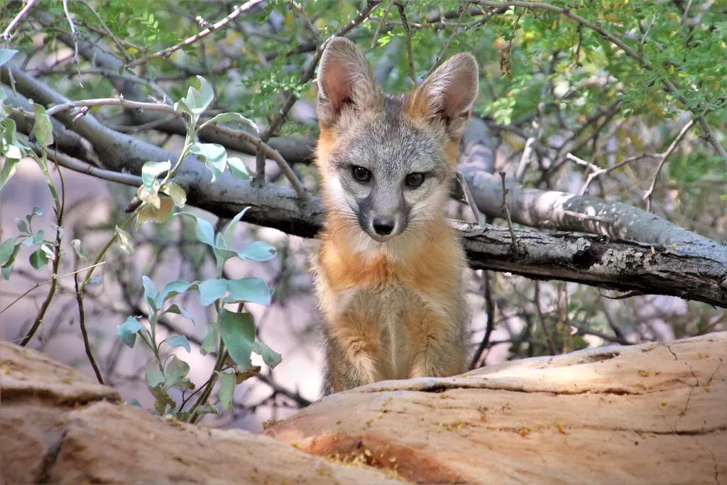 Nevada: Desert Dwellers of the Silver State (Image Credits: Flickr)