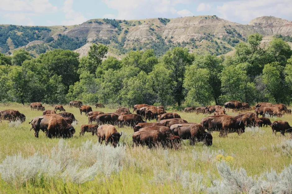 #8: Theodore Roosevelt National Park, North Dakota - Where a President Got Rebuilt by Grief (Image Credits: Pexels)