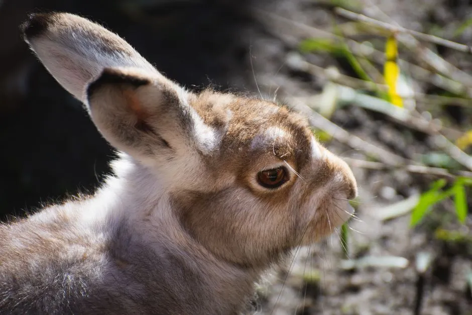 Conclusion: Tougher, Smarter, and More Vulnerable Than They Look (Image Credits: Pexels)