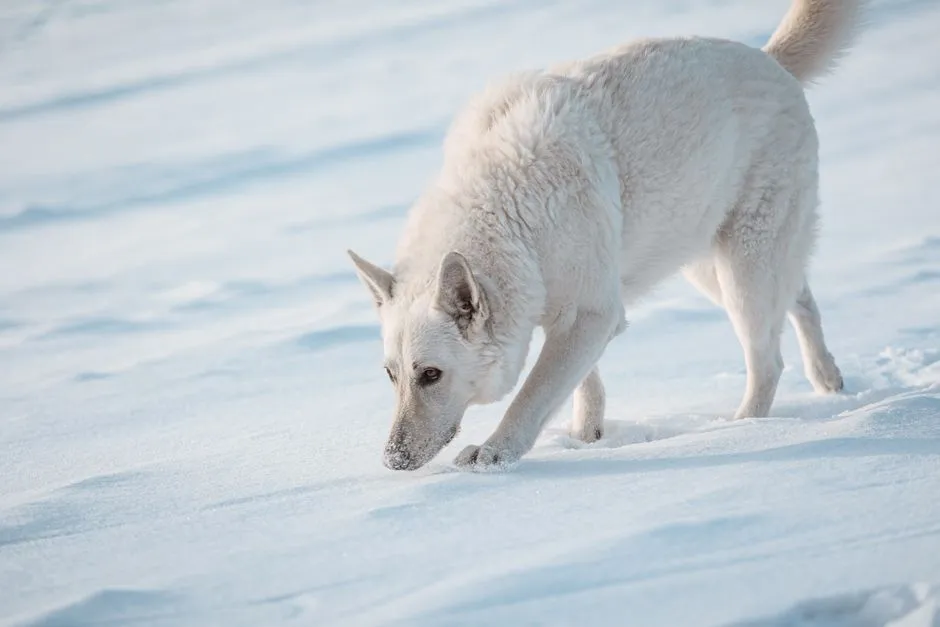 5. Territory, Scent, and the Need to “Guard” a Different Spot (Image Credits: Pexels)