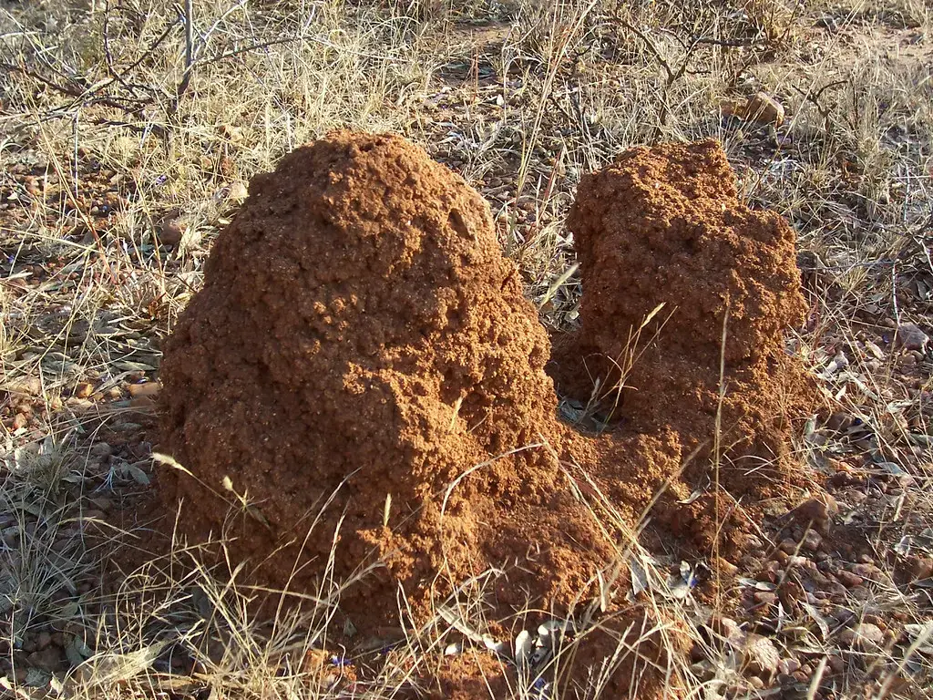Why Animal Architecture Challenges Everything We Think We Know About