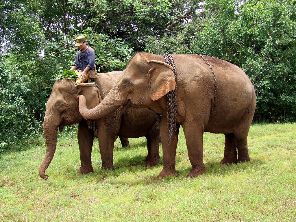 The Science Behind Animal Grief Is Still Evolving (Image Credits: Flickr)