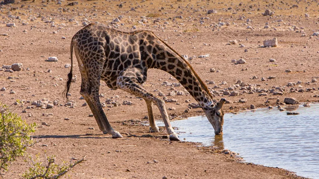 They Almost Never Drink Water (Image Credits: Unsplash)