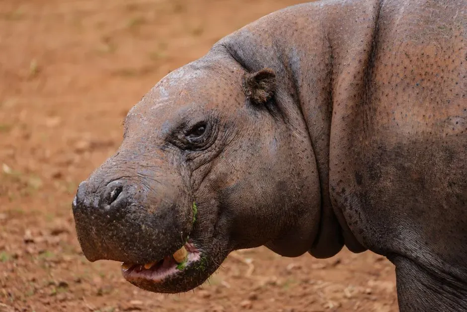 The Toxodon (Image Credits: Pexels)