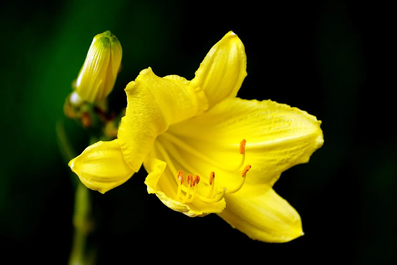 10. Daylily: The Rebloomer That Forgives Everything (Image Credits: Pixabay)