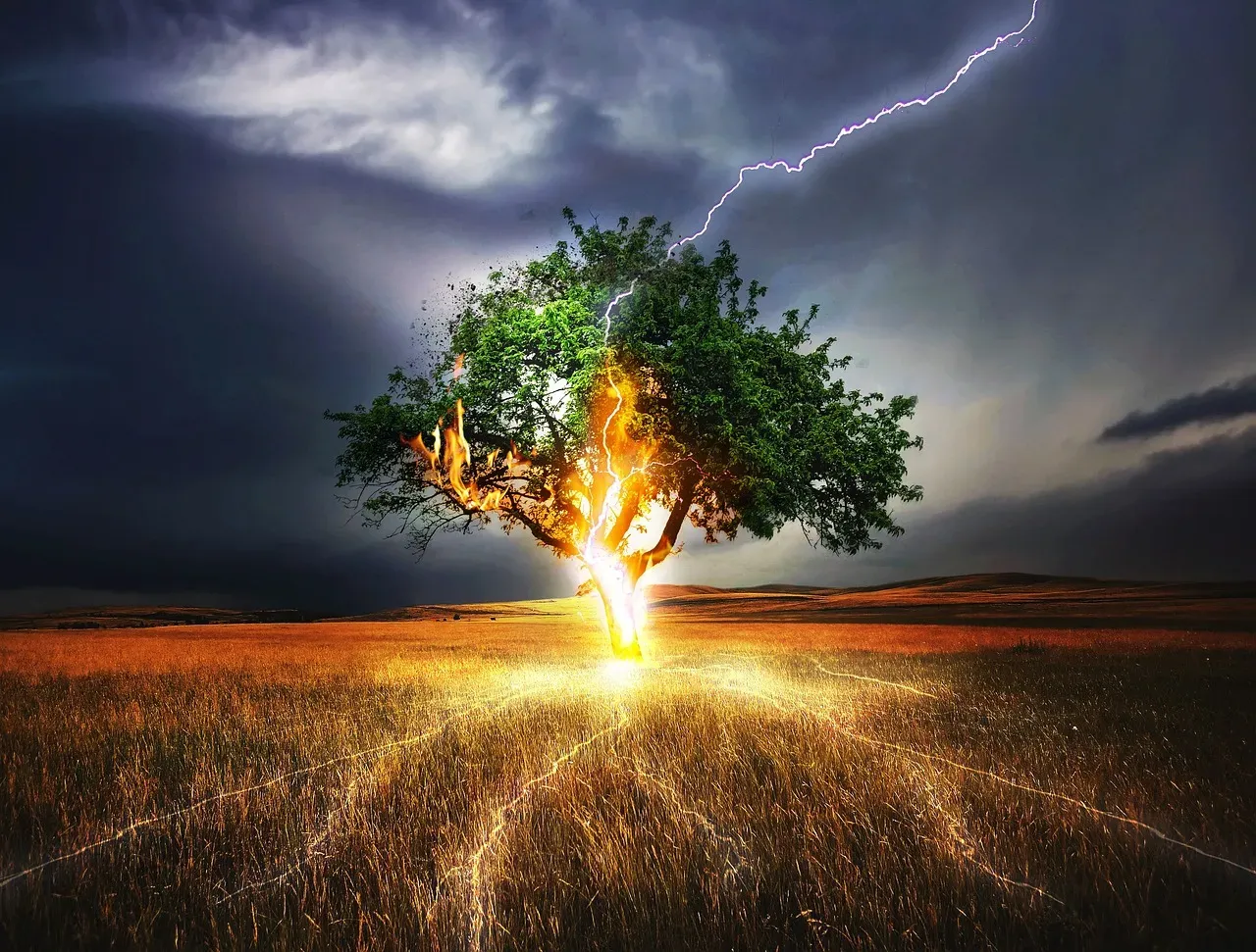 The Trees That Learned to Love Lightning: Nature's Most Shocking Adaptation (Image Credits: Pixabay)