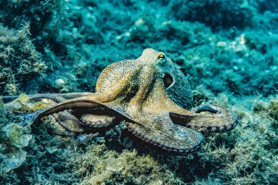 Comparisons with Other Intelligent Species (Image Credits: Pexels)