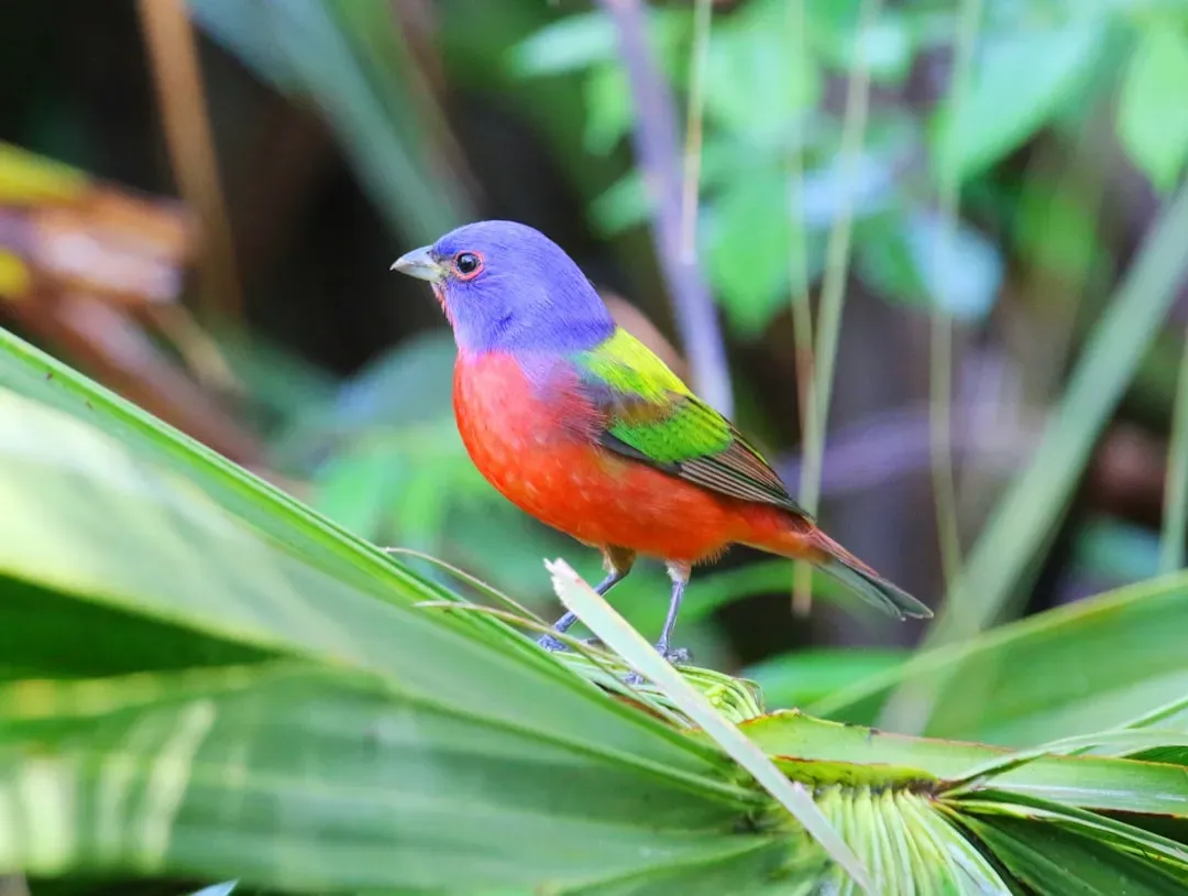 4. The Painted Bunting: The Rainbow That Lands in Shrubs (Image Credits: Unsplash)